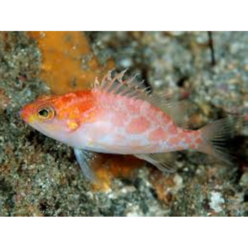 ALTIPINNATUS ANTHIAS FISH - Hi-Fin PLECTRANTHIAS ALTIPINNATUS