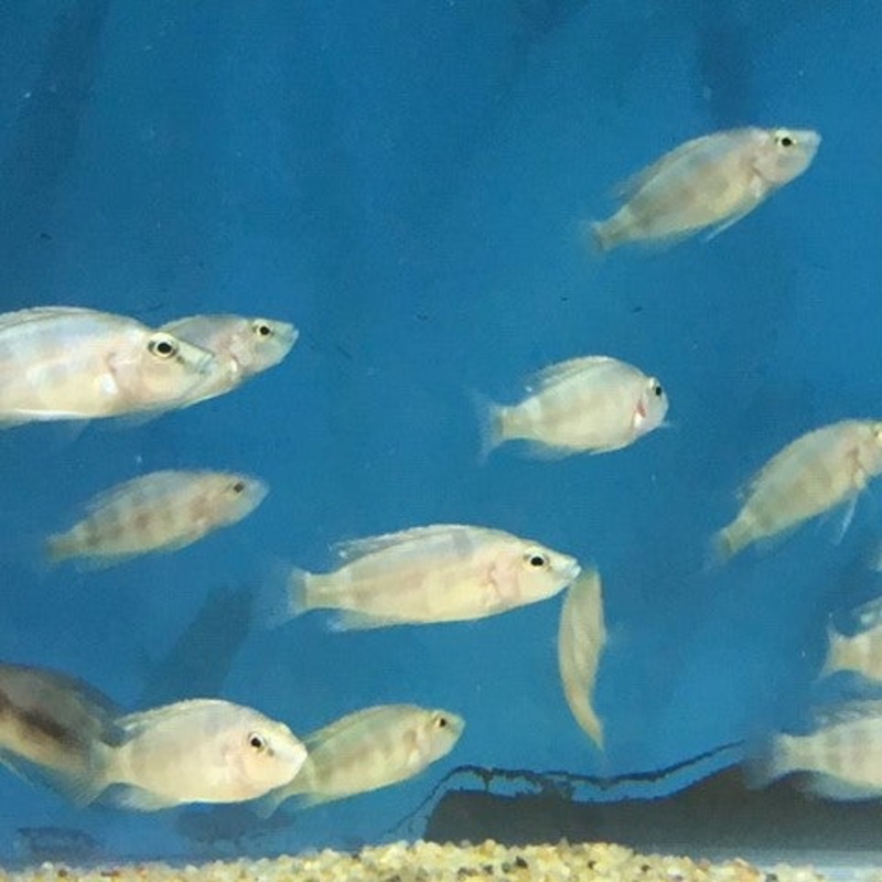 Altolamprologus Compressiceps 'Sumbu Shell' CB 1"