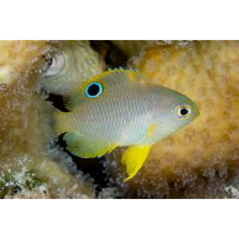 Ambon Damselfish - POMACENTRUS AMBOENENSIS