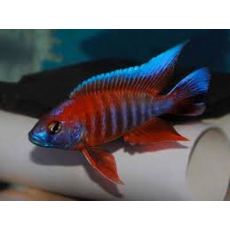 Aulonocara jacobfreibergi Peacock