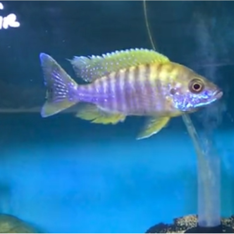 AULONOCARA LEMON JACOBFREIBERGI