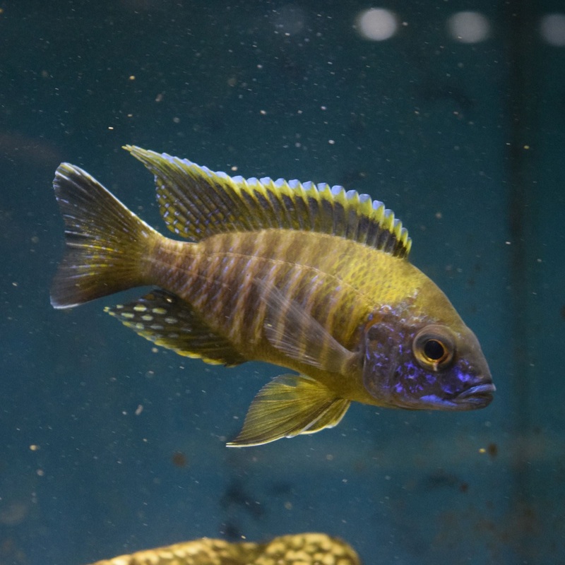 Aulonocara Red top Lwanda Hai Reef