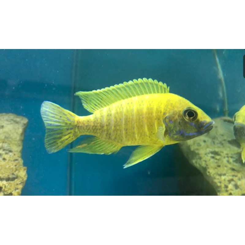 Aulonocara Sunshine Yellow Maleri
