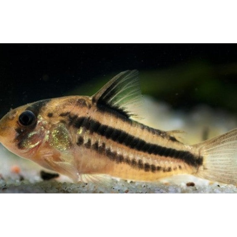 Axelrod's Cory - Hoplisoma axelrodi - 1.5"