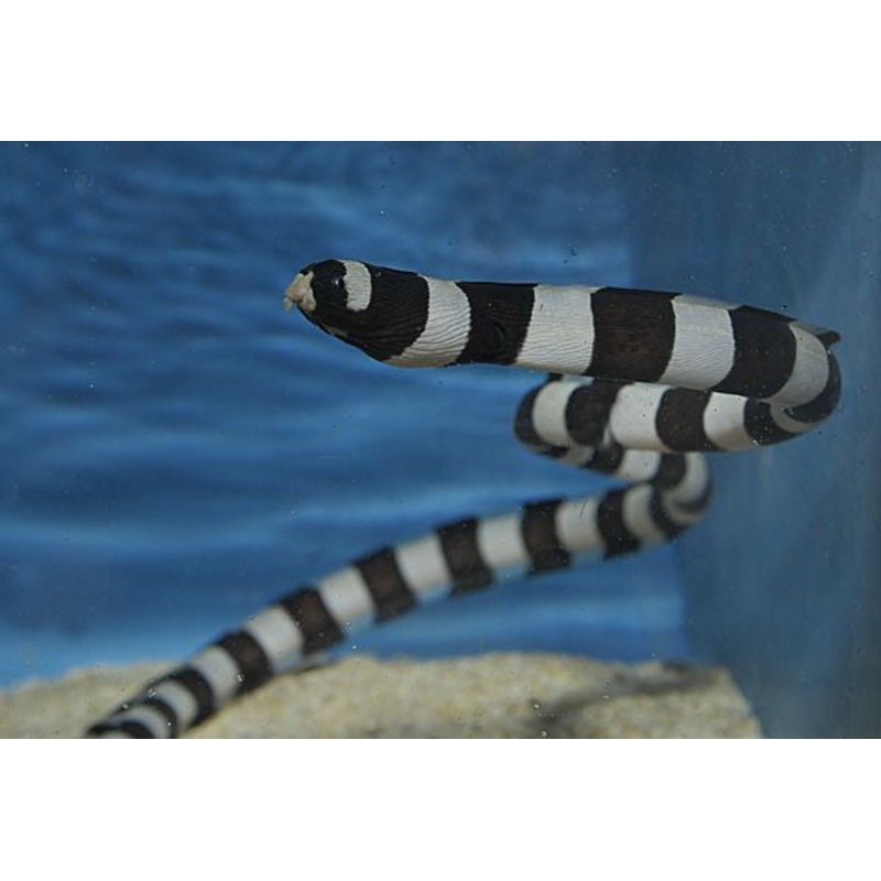 Banded Snake Eel - MYRICHTHYS COLUMBRINUS 12"