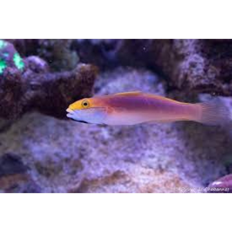 Bella Goby - Valencienna bella