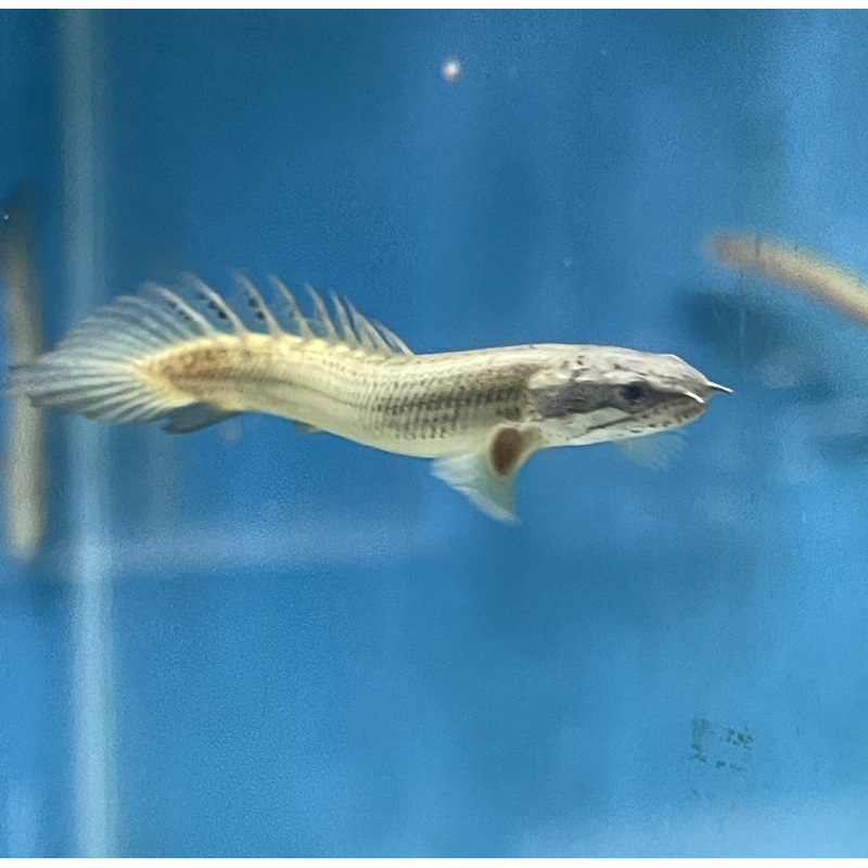 Bichir "Senegal Cuvier" 3.5"