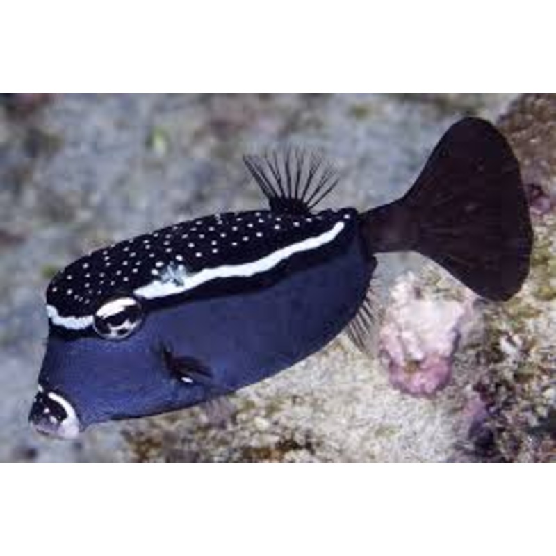 Black DOTTED BOXFISH - OSTRACION TRACHYS - rare