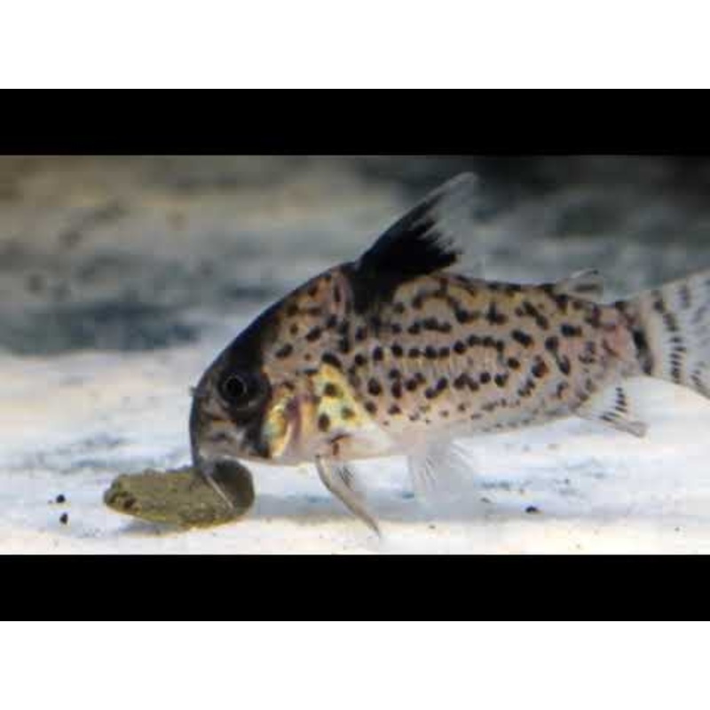 Black fin cory - Corydoras leucomelas - 1.5"