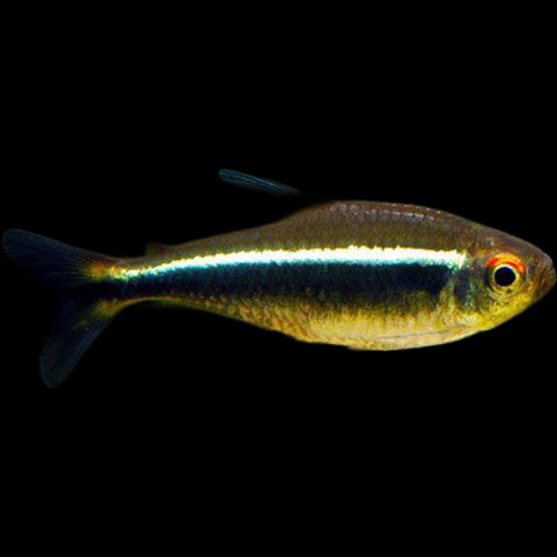 Black Neon Tetra