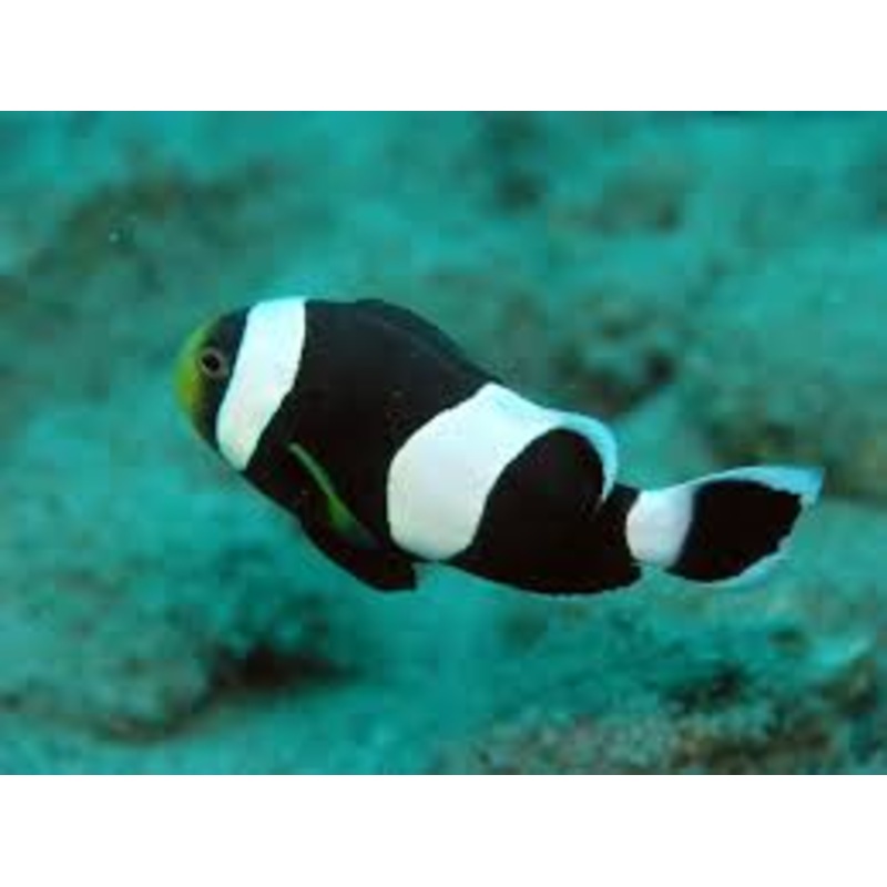 Black Saddleback Clownfish - Amphiprion polymnus