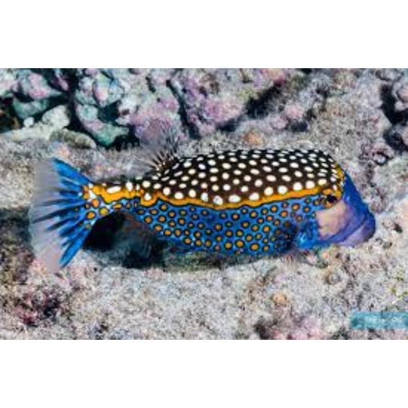 BLUE DOTTED BOXFISH - OSTRACION MELEAGRIS - rare
