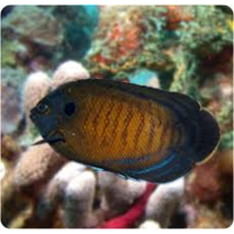 BLUE FIN ANGEL  - CENTROPYGE MULTISPINNIS