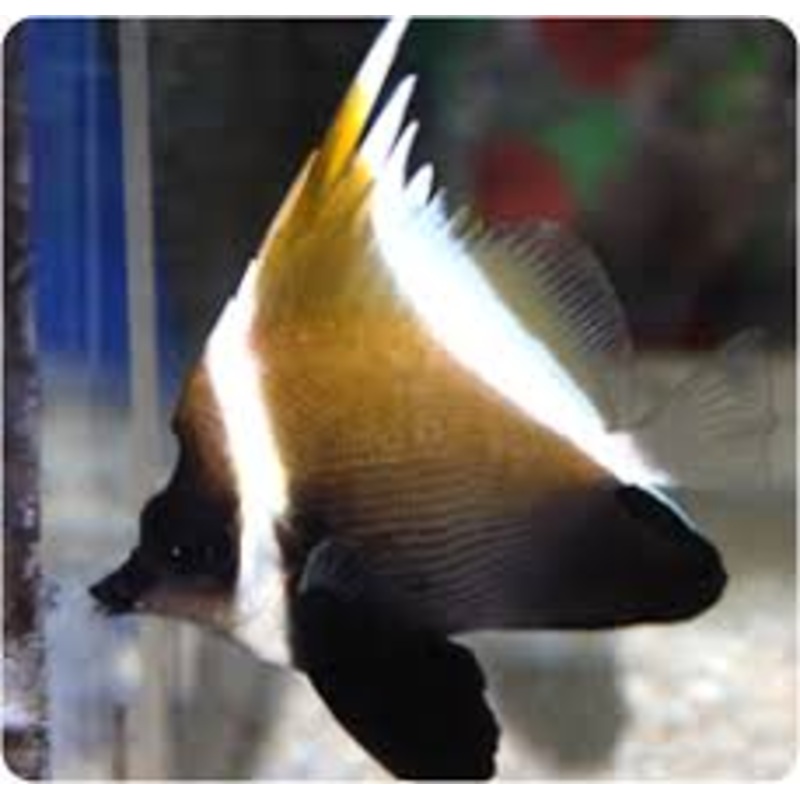 Brown Banner fish - Heniochus varius