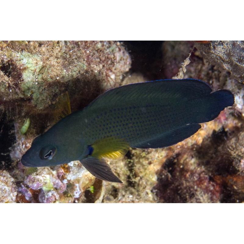 Brown Dottyback - PSEUDOCHROMIS SPLENDENS