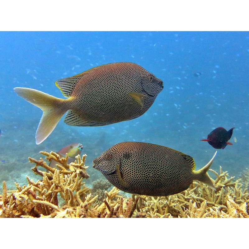 Brown-spotted spinefoot - Siganus stellatus