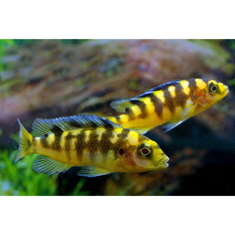 Bumblebee Cichlid - Pseudotropheus crabro
