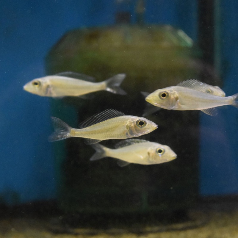 CALLOCHROMIS STAPPERSI IKOLA RASPBERRY