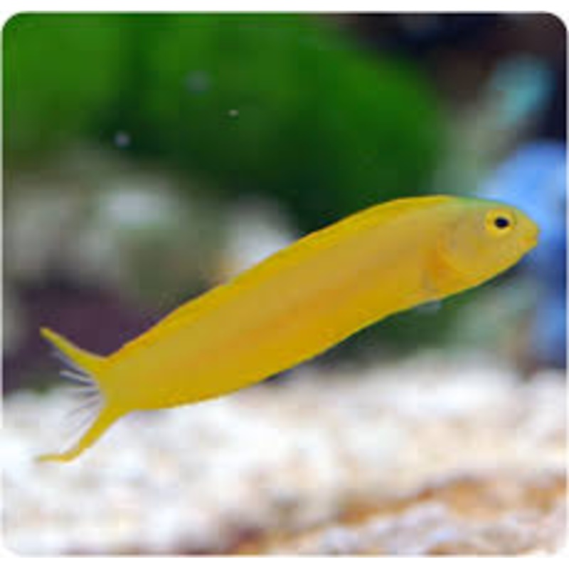 Canary Blenny - Meiacanthus oualanensis