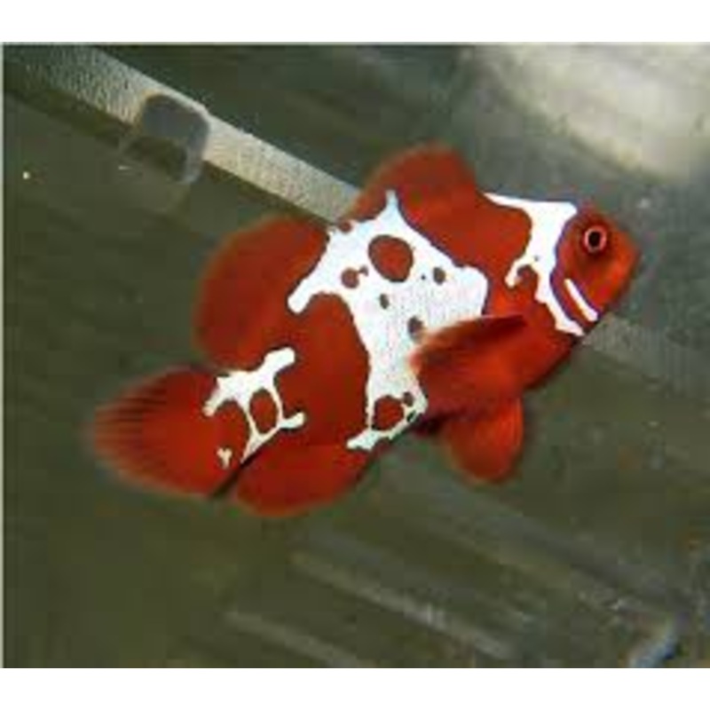 Captive-Bred Gold X Lightning Maroon Clownfish - Premnas biaculeatus