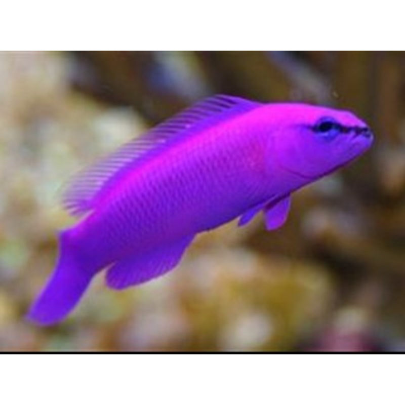 Captive-Bred Orchid Dottyback