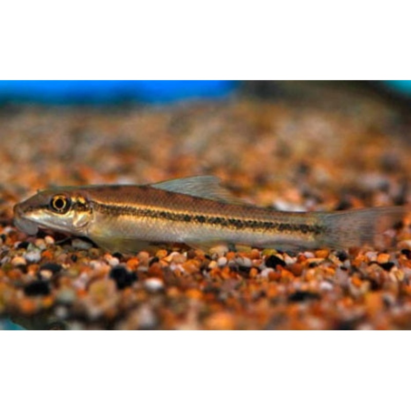 CHINESE ALGAE EATER