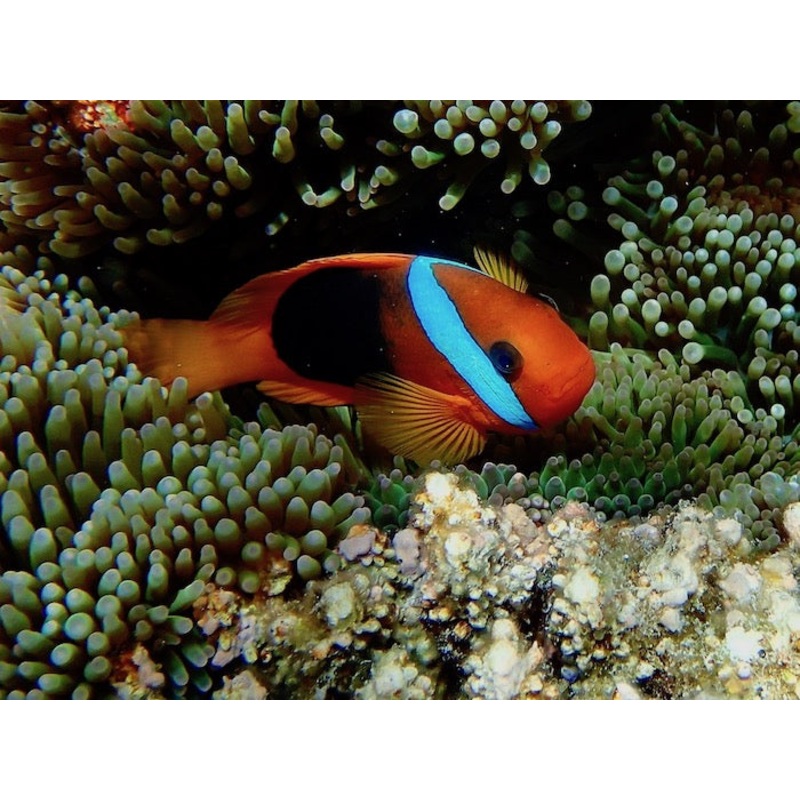 Cinnamon Clownfish - Amphiprion melanopus