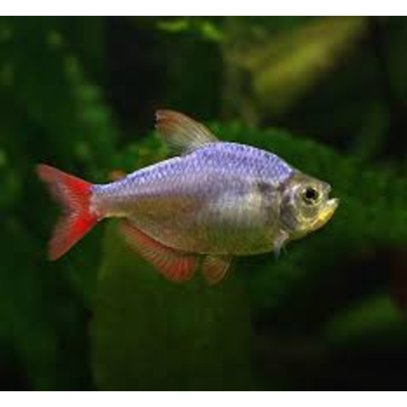 Columbian Tetra