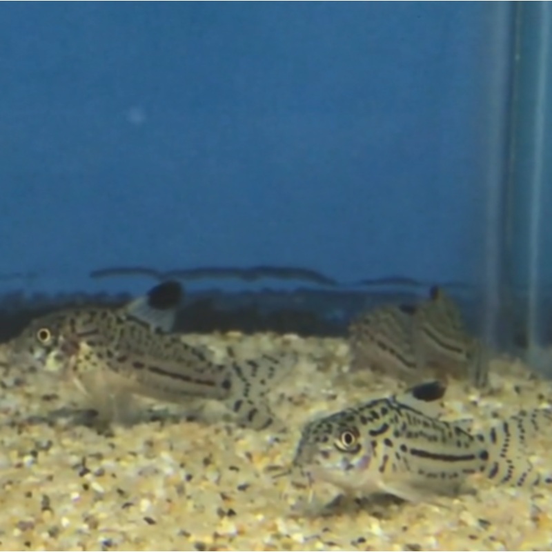 Corydoras Trilineatus