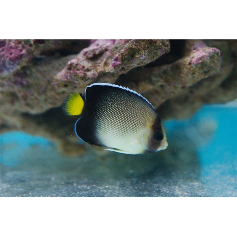 Cream Angel - APOLIMITICHYUS XANTHURUS