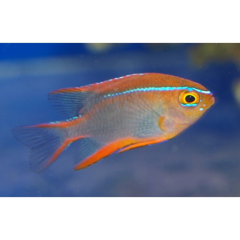 Cross's Damsel - Neoglyphidodon crossi
