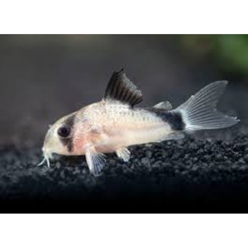 CW106 Bandit Cory Catfish - Corydoras metae 1.5"