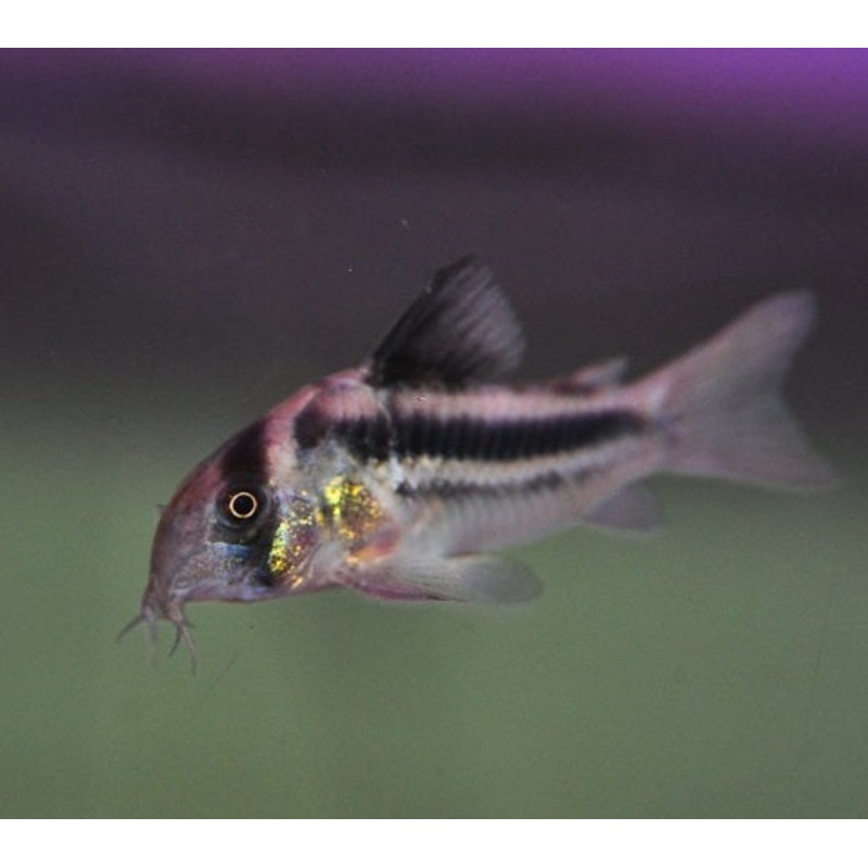 CW169 Cory - Corydoras sp.