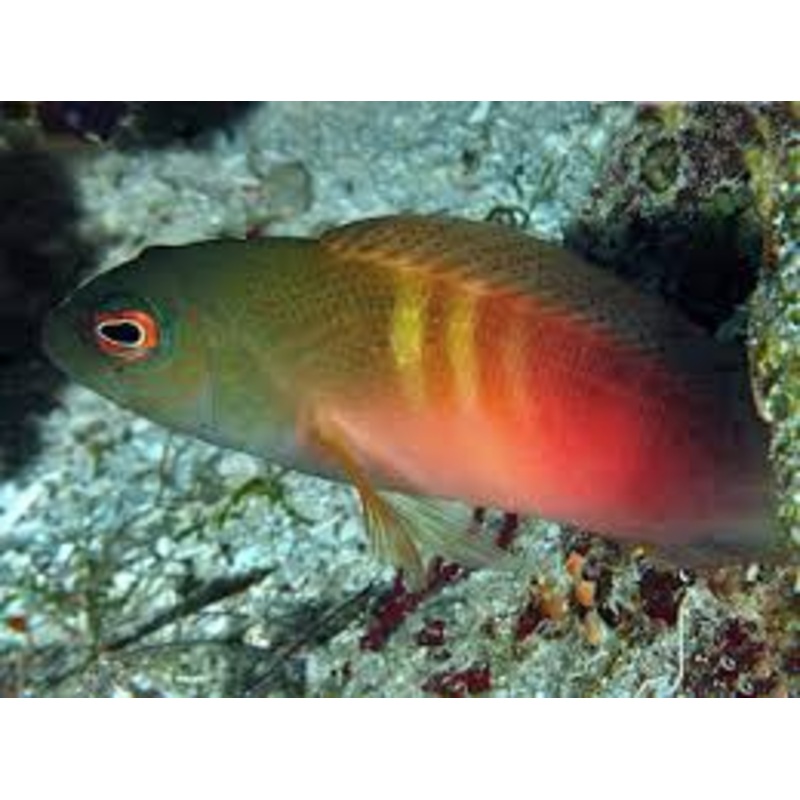 Dampiera Dottyback - Labracinus cyclopthalmus
