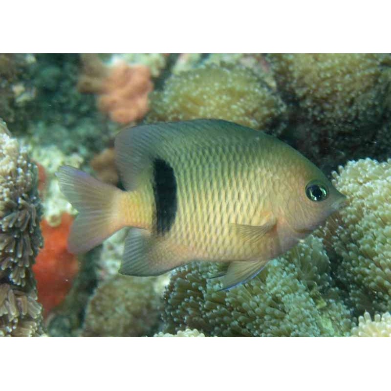 Dicks Damsel - Plectroglyphidodon dickii