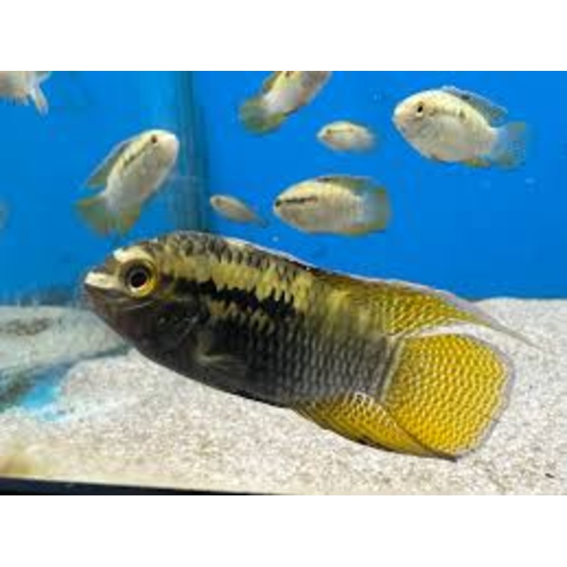 Dwarf Flag Curviceps - Laetacara curviceps