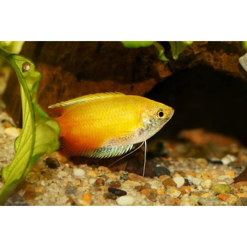Dwarf Honey Sunset Gourami
