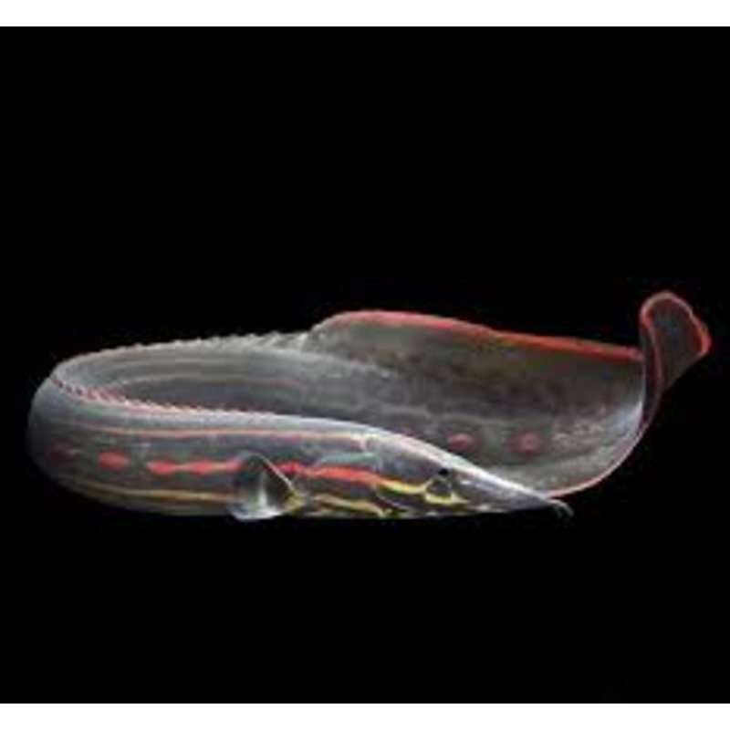 Fire Eel