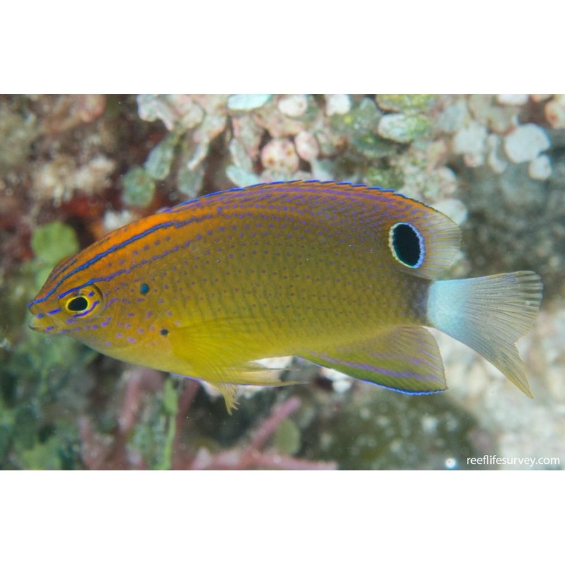 Flame Damsel - Pomacentrus bankanensis