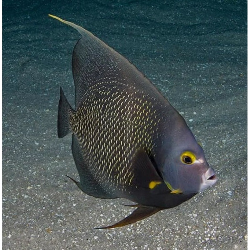 French Angelfish - Pomacanthus paru