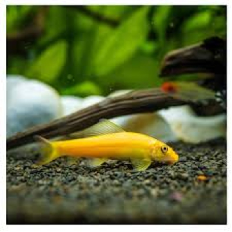 GOLD CHINESE ALGAE EATER  Gyrinocheilus aymonieri