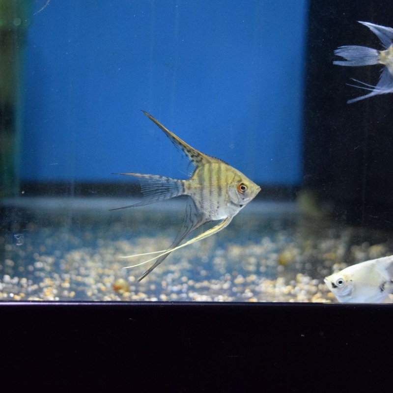 Gold Marble Angelfish - Medium