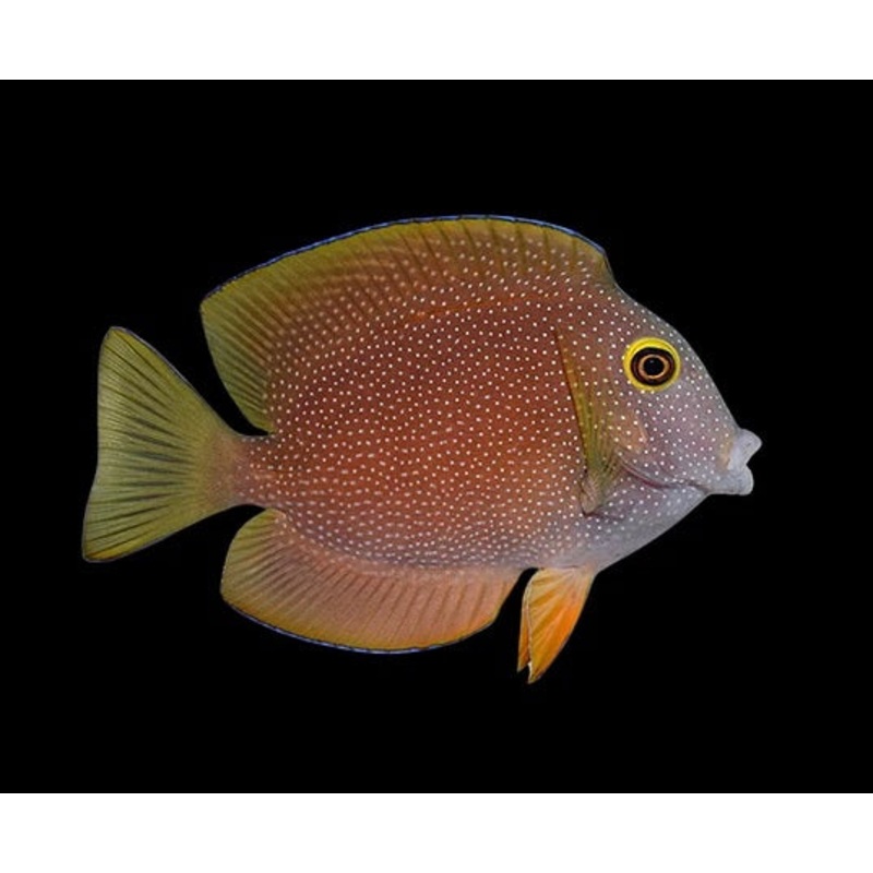 Gold-Ring Bristletooth Tang - Ctenochaetus truncatus