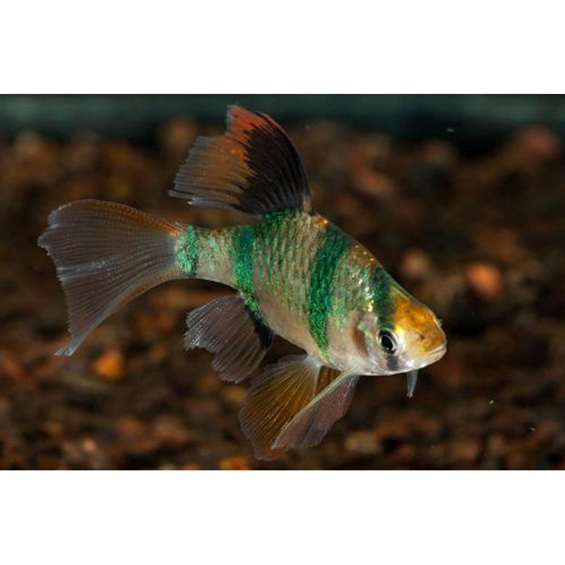 Green Tiger Barb Longfin 1.5"