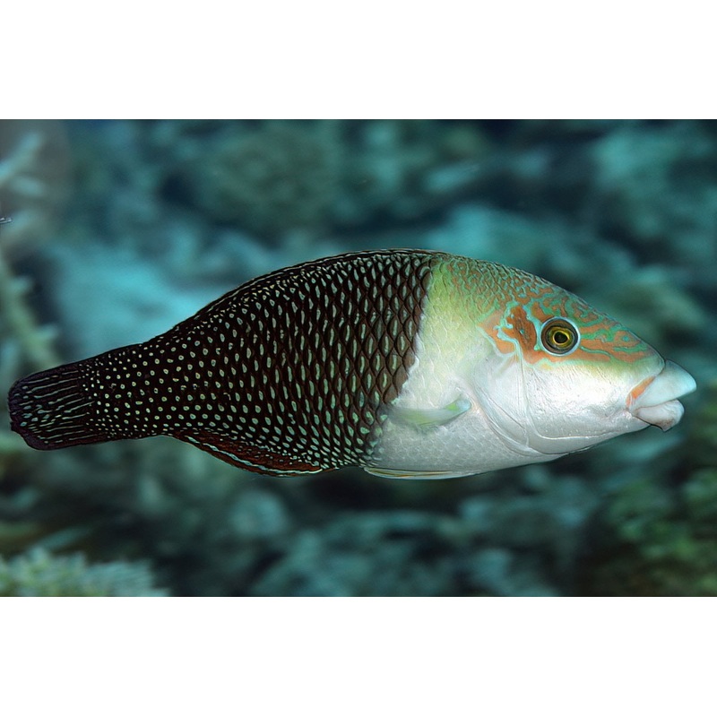 Half-and-Half Wrasse - Hemigymnus melapterus