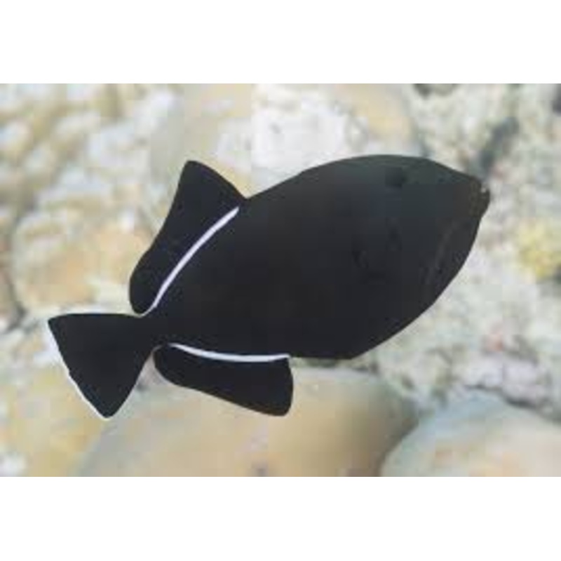 Hawaiian Black Triggerfish - MELETCHYUS INDICUS