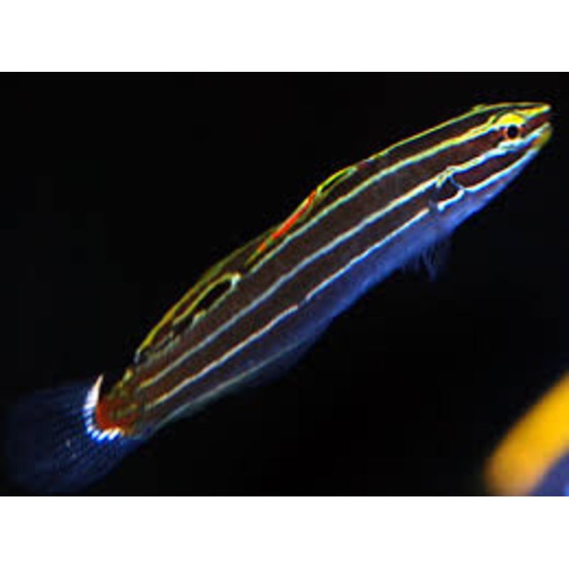 Hector's Goby - Koumansetta hectori