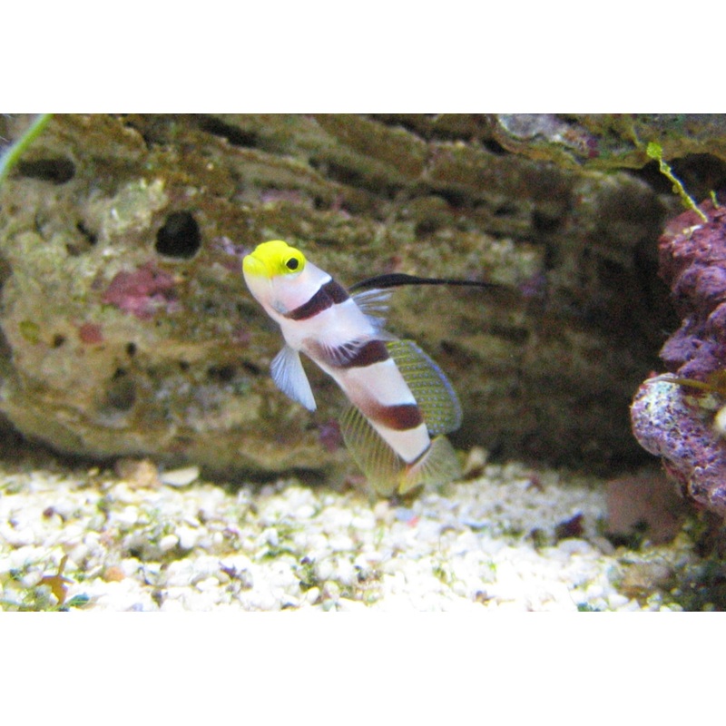 Hi Fin Red Banded Goby - Stonogobiops nematodes