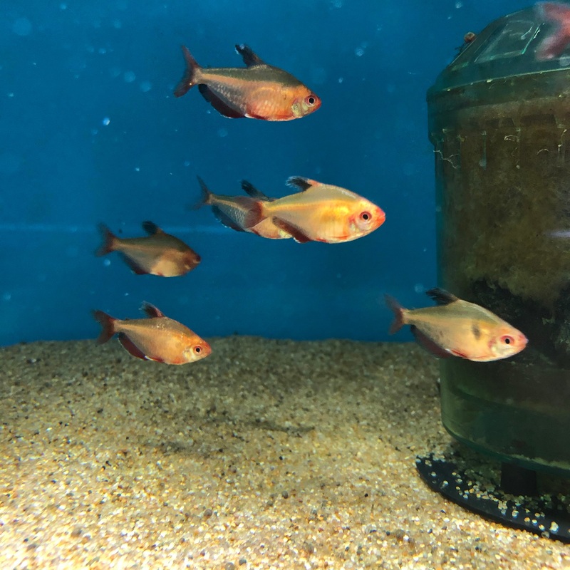 HiFin Serpae Tetra