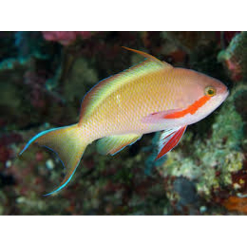 Huchtii Anthias - Pseudanthias huchtii